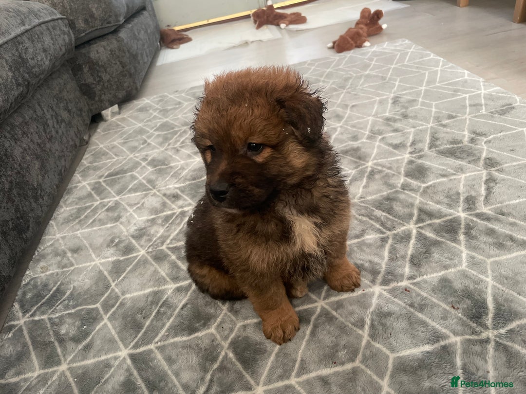 Mixed Breed dogs for sale: *only 1 male left* Malkita puppies 4 boys - Advert 34