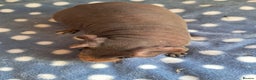 Guinea Pig rodents for sale: BEAUTIFUL SELECTION OF SKINNY PIGS - Advert 8