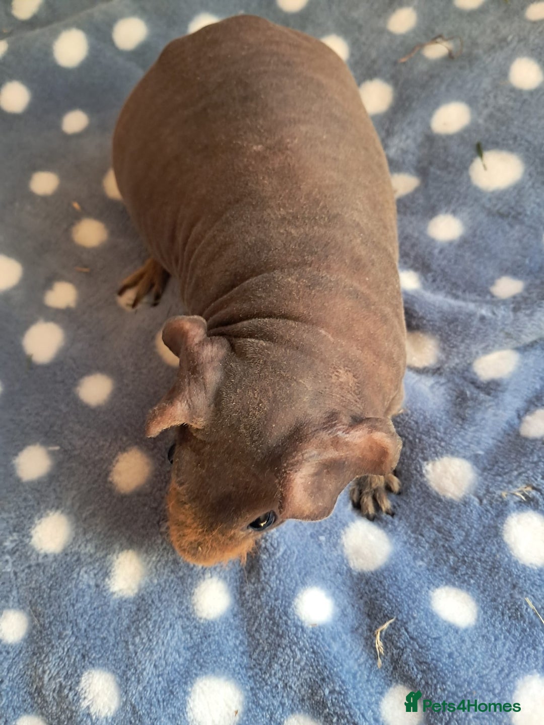 Guinea Pig rodents for sale: BEAUTIFUL SELECTION OF SKINNY PIGS - Advert 8