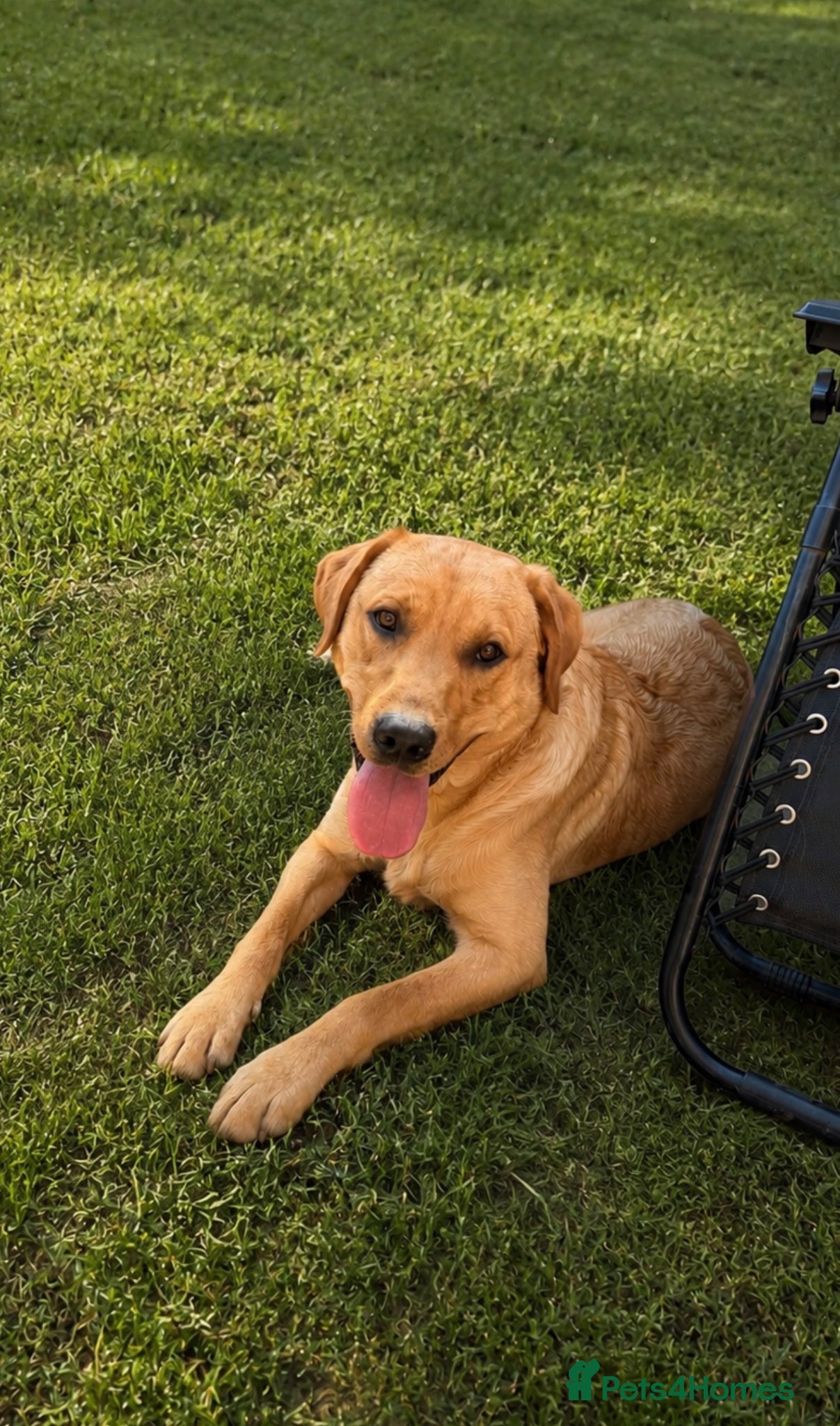 Labrador Retriever dogs 11 month old lab male  - Advert 3
