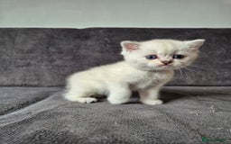 British Shorthair cats for sale: TICA Blue/gold/silver colourpoint - Image 21