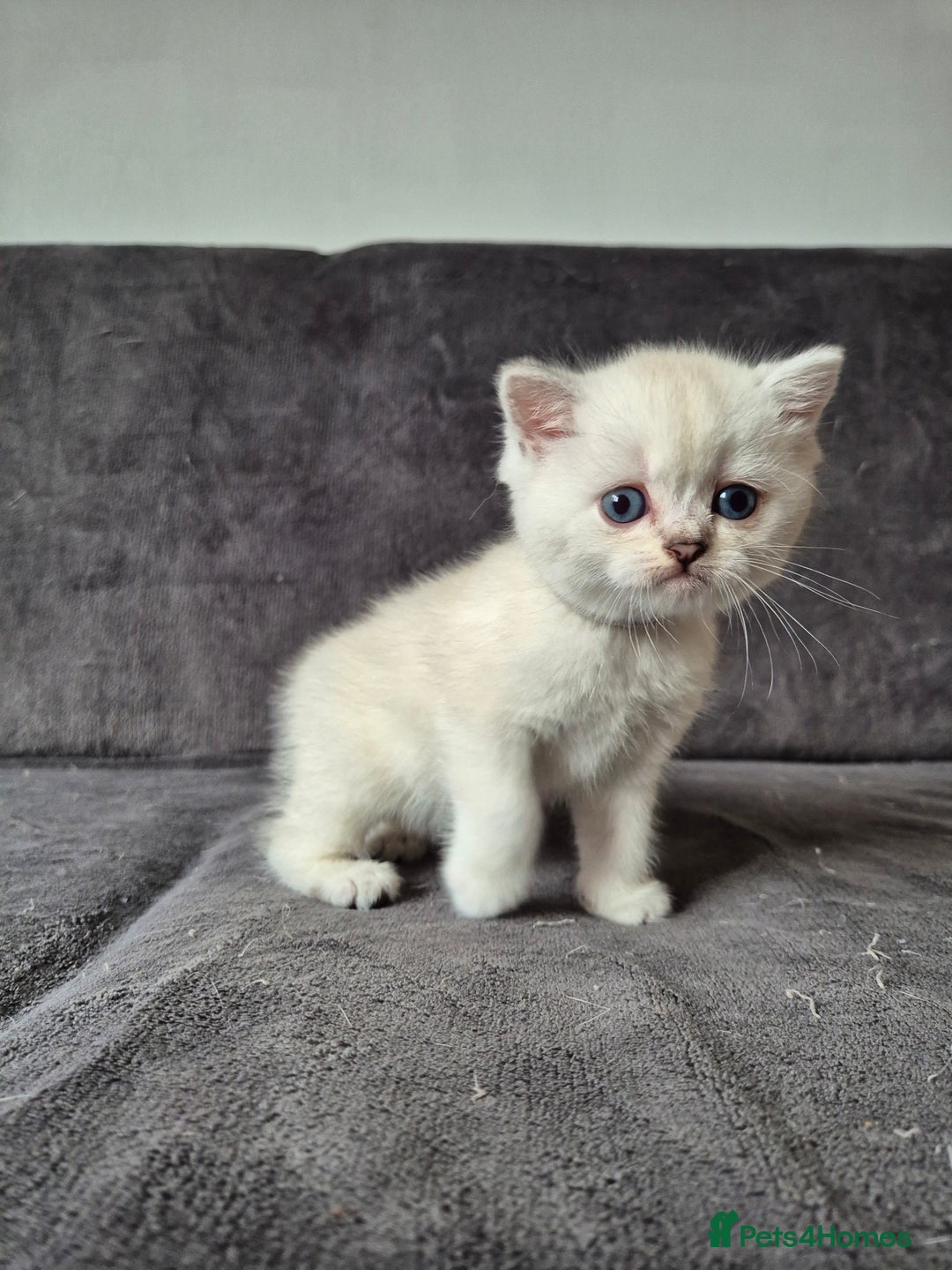 British Shorthair cats for sale: TICA Blue/gold/silver colourpoint - Image 21