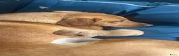 Labrador Retriever dogs for sale: Beautiful fox red Labrador bitch puppy - Advert 4