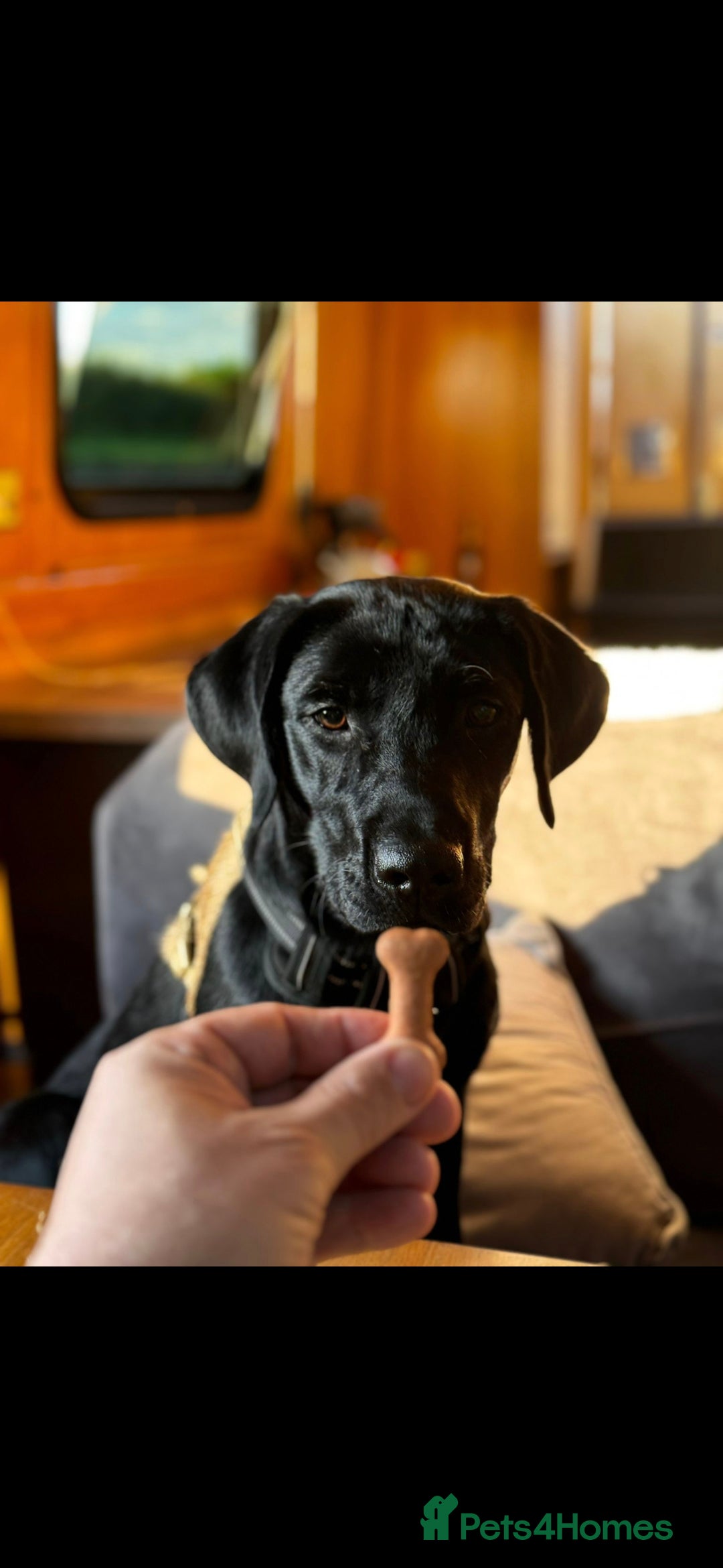 Labrador Retriever dogs for sale: KC Reg Labrador Puppies - Therapy Dog Mum - Image 14