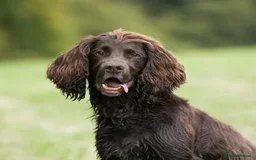 Sprocker dogs for sale: Sprocker pup - Image 4