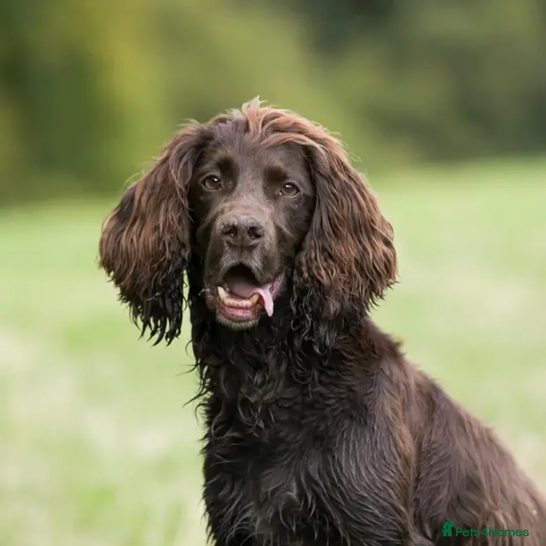 Sprocker dogs for sale: Sprocker pup - Image 4