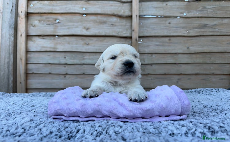 Golden Retriever dogs - Advert 12