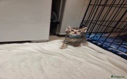 Bengal cats for sale: Beautiful 1/2 bengal kittens - Image 28