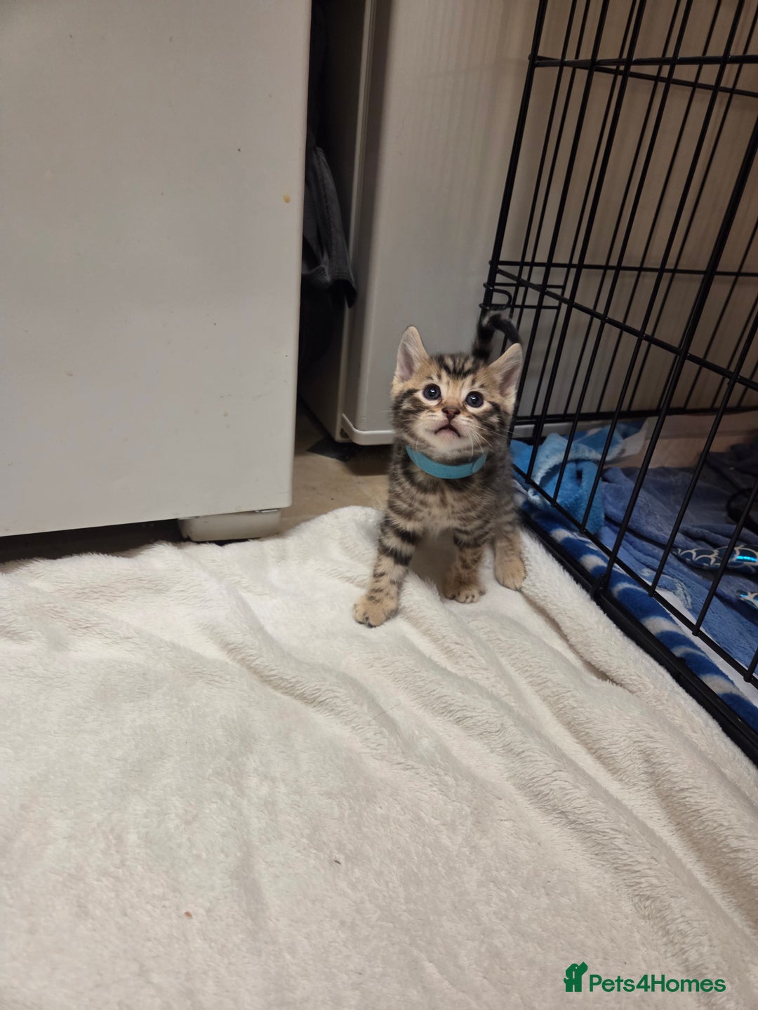 Bengal cats for sale: Beautiful 1/2 bengal kittens - Image 28