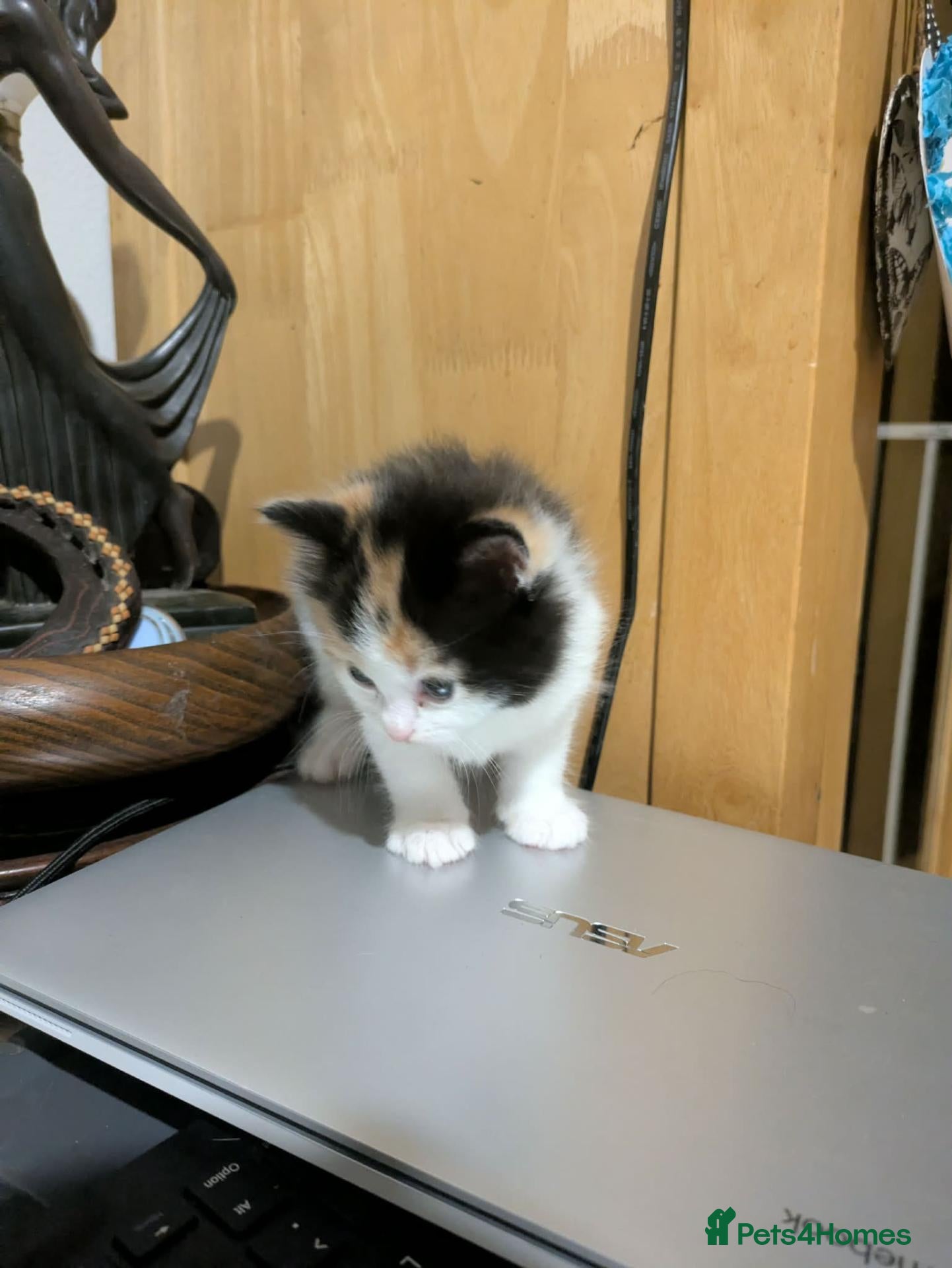 Mixed Breed cats Kittens for sale  - Advert 2