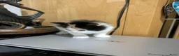 Mixed Breed cats for sale: Kittens for sale  - Advert 1
