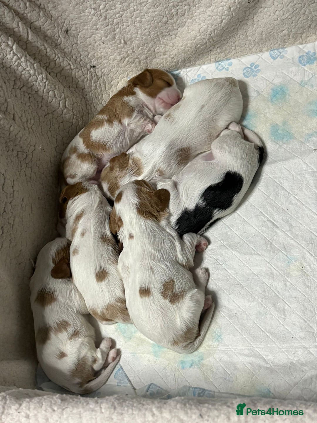 Cavalier King Charles Spaniel dogs for sale: Beautiful Blenheim King Charles spaniel pups   - Image 5