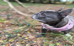 French Bulldog dogs for sale: Lola and Roo - Image 4