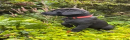 Labrador Retriever dogs for sale: *Just one male Labrador puppy left* - Advert 27