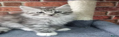 Monty 