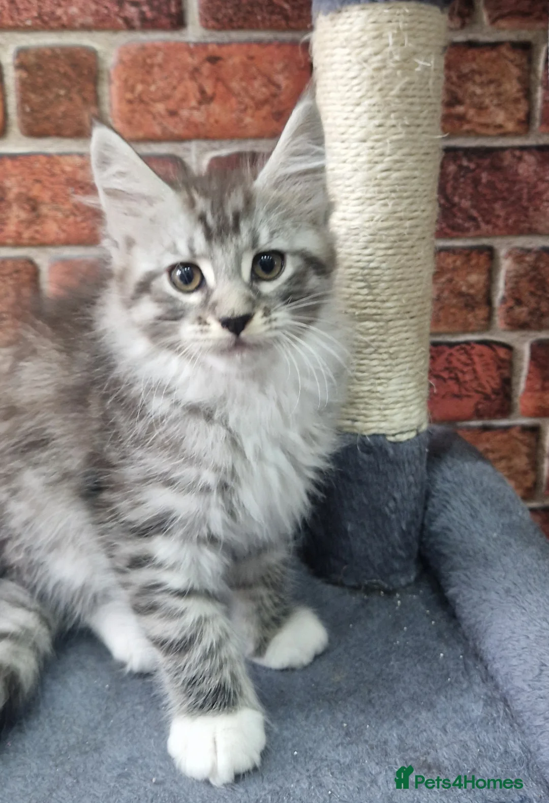 Maine Coon cats for sale: Full Pedigree mainecoon kittens  - Advert 10