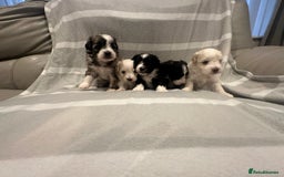 Maltipoo dogs for sale: Very small Maltipoo  - Image 23