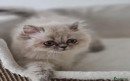 Persian cats for sale: Persian Kittens Looking For New Home - Image 13