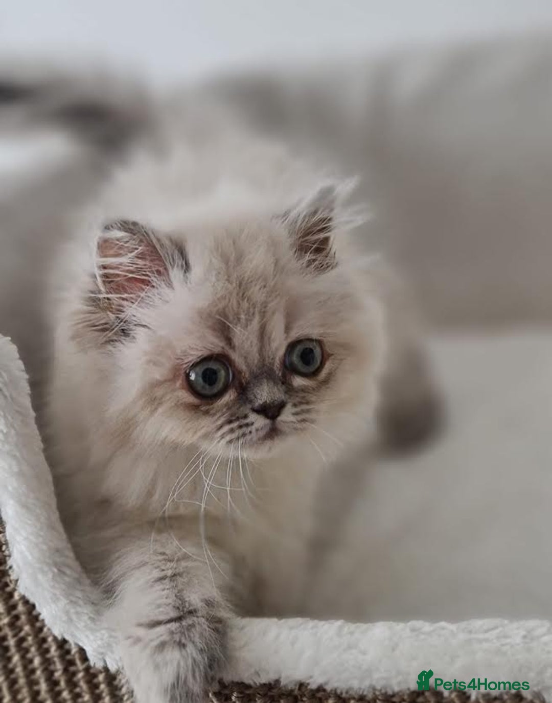Persian cats for sale: Persian Kittens Looking For New Home - Image 13