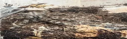 Tarantulas invertebrates for sale: Tarantulas various species  - Advert 6