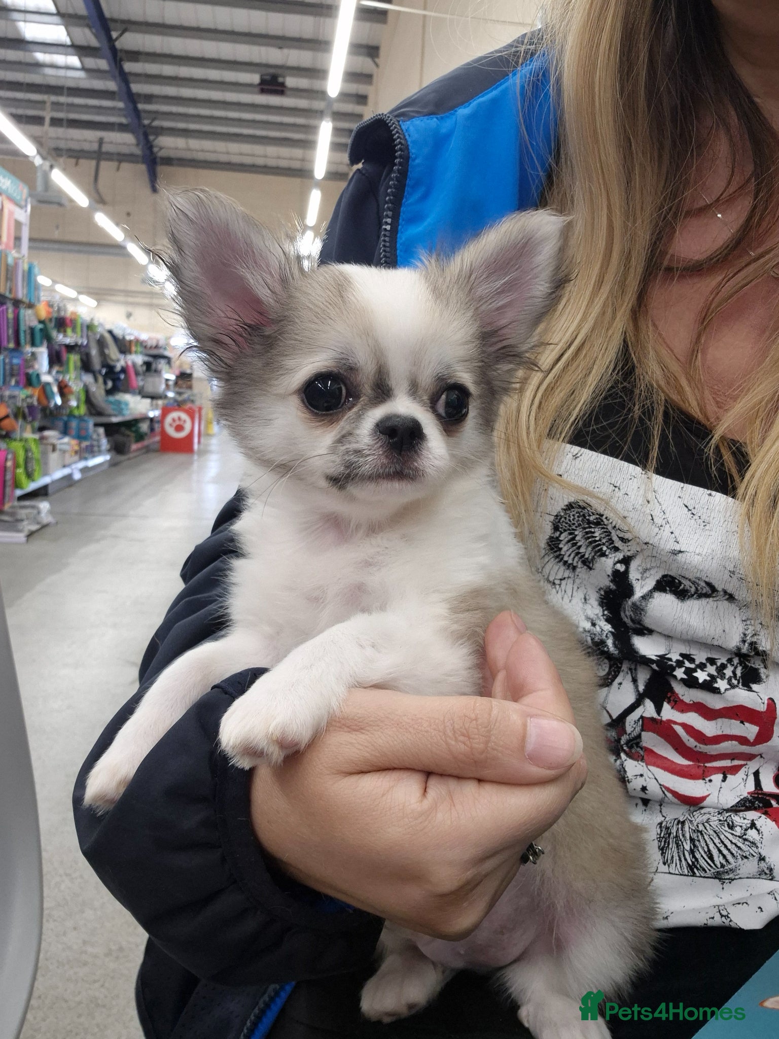 Chihuahua dogs KC Beautiful Chihuahua boy - Advert 21