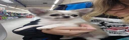 Chihuahua dogs for sale: KC Beautiful Chihuahua boy - Advert 1