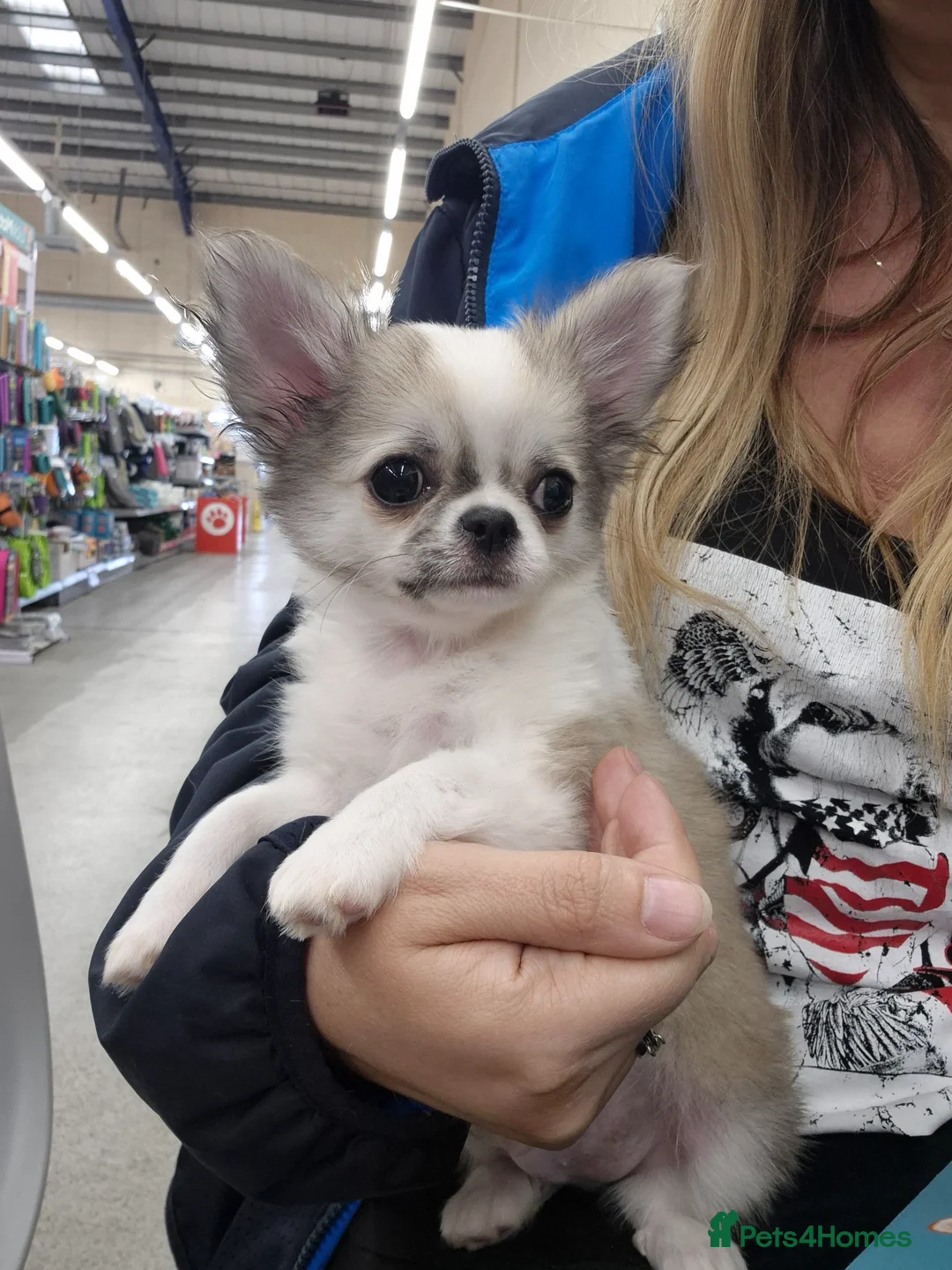 Chihuahua dogs for sale: KC Beautiful Chihuahua boy - Advert 1