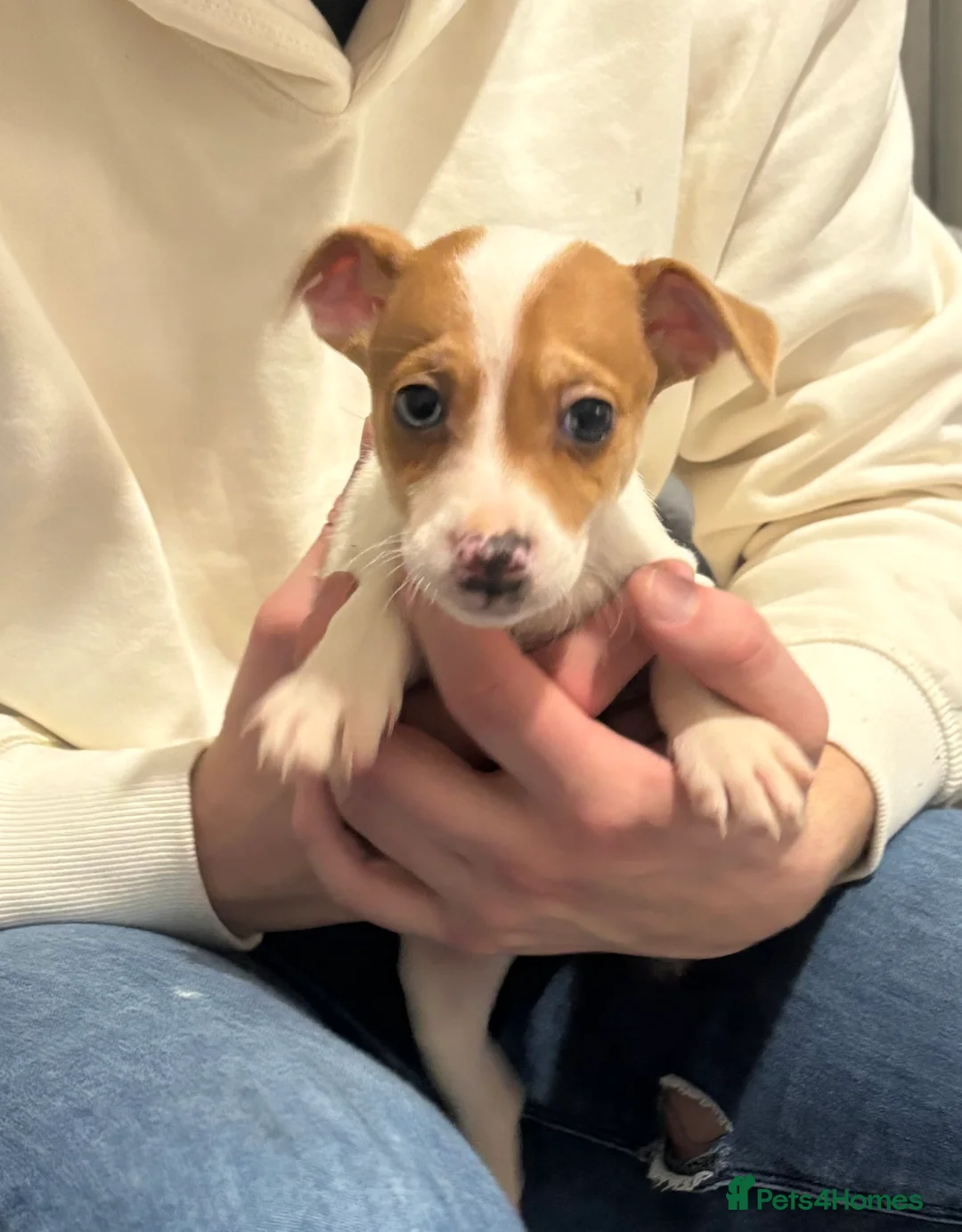 Jack Russell dogs for sale: Jackrussel  - Advert 3