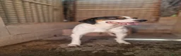 Mixed Breed dogs for adoption: Curro in Alfreton - Advert 2