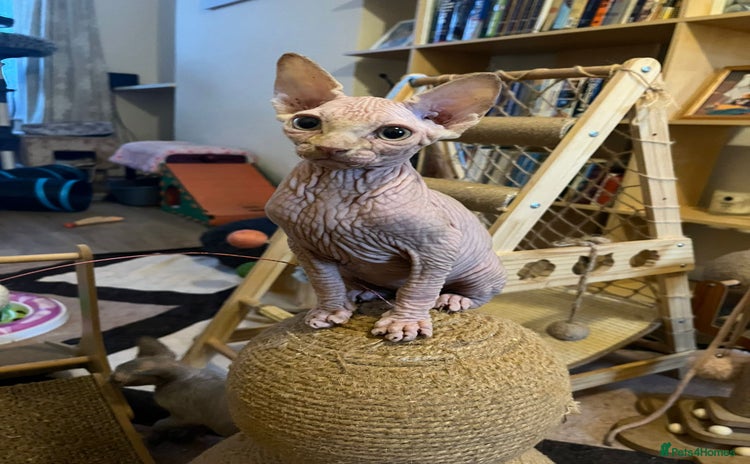 Sphynx cats - Advert 3