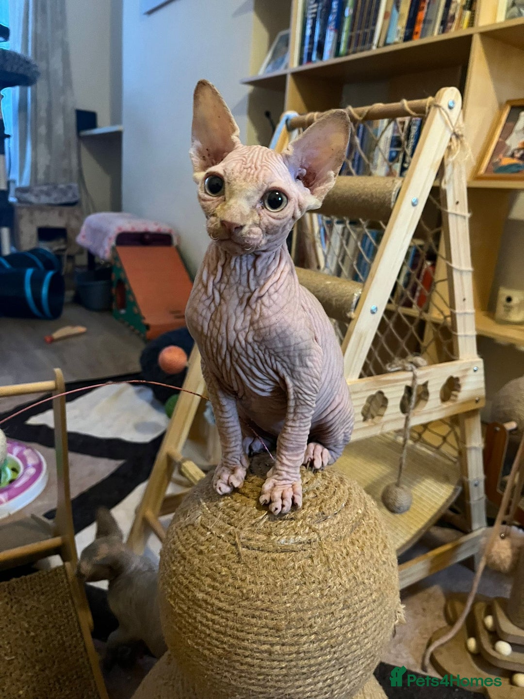 Sphynx cats for sale: 5 Adorable Sphynx Kittens for sale! - Image 1