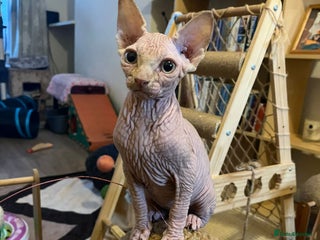 Sphynx cats - Advert 10