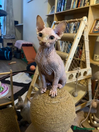 Sphynx cats - Advert 8