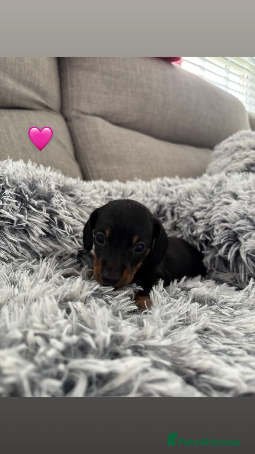 Miniature Dachshund dogs for sale: Miniature Dachshund puppies - Image 4
