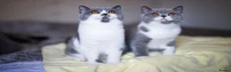 British Shorthair cats for sale: GCCF and TICA Registered -Show Quality BSH. - Advert 2