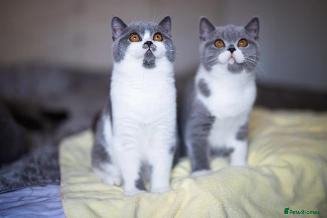 British Shorthair cats for sale: GCCF and TICA Registered -Show Quality BSH. - Advert 2