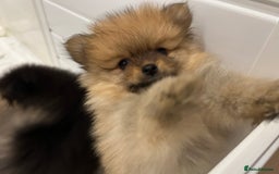 Pomeranian dogs for sale: Two 8 week old Pomeranian puppies  - Image 10