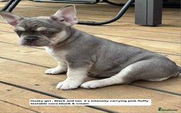 French Bulldog dogs for sale: Boo litter - Image 10