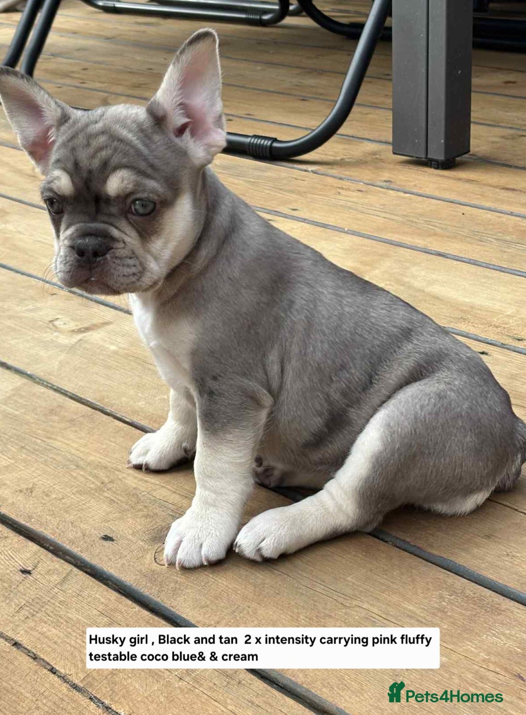 French Bulldog dogs for sale: Boo litter - Image 10