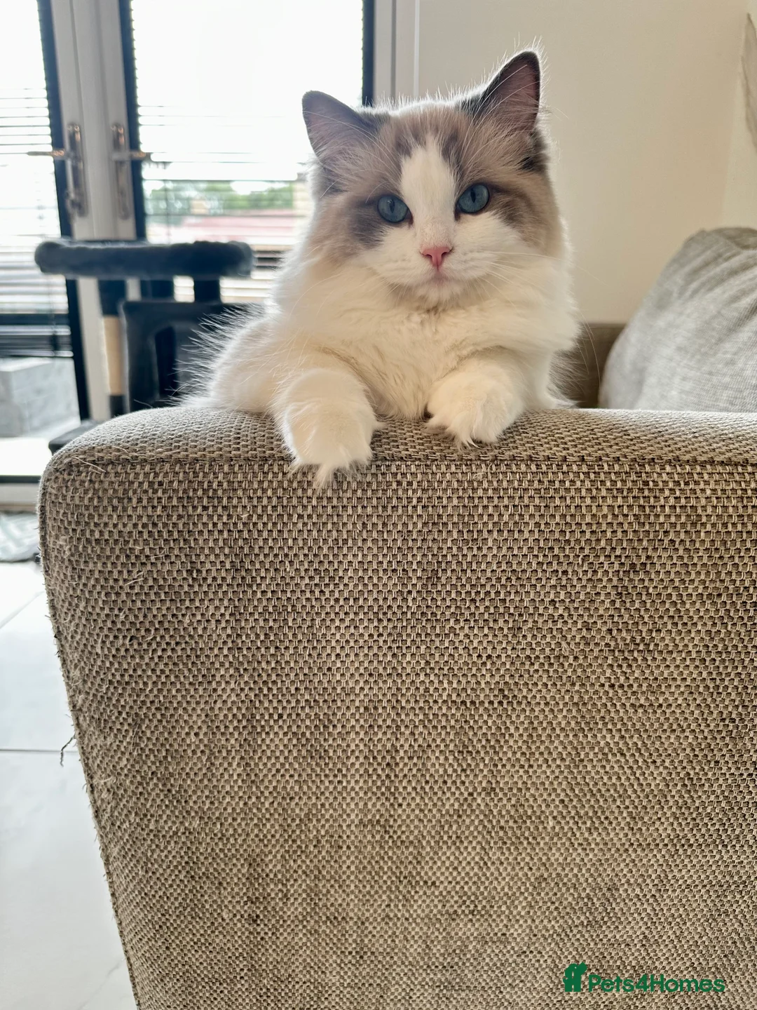 Ragdoll cats for sale:  🩷 Exquisite Active European Ragdoll 🇳🇱  - Advert 5