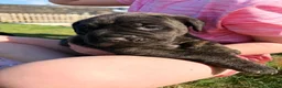 Cane Corso dogs for sale: Cane Corso puppy’s  - Advert 15