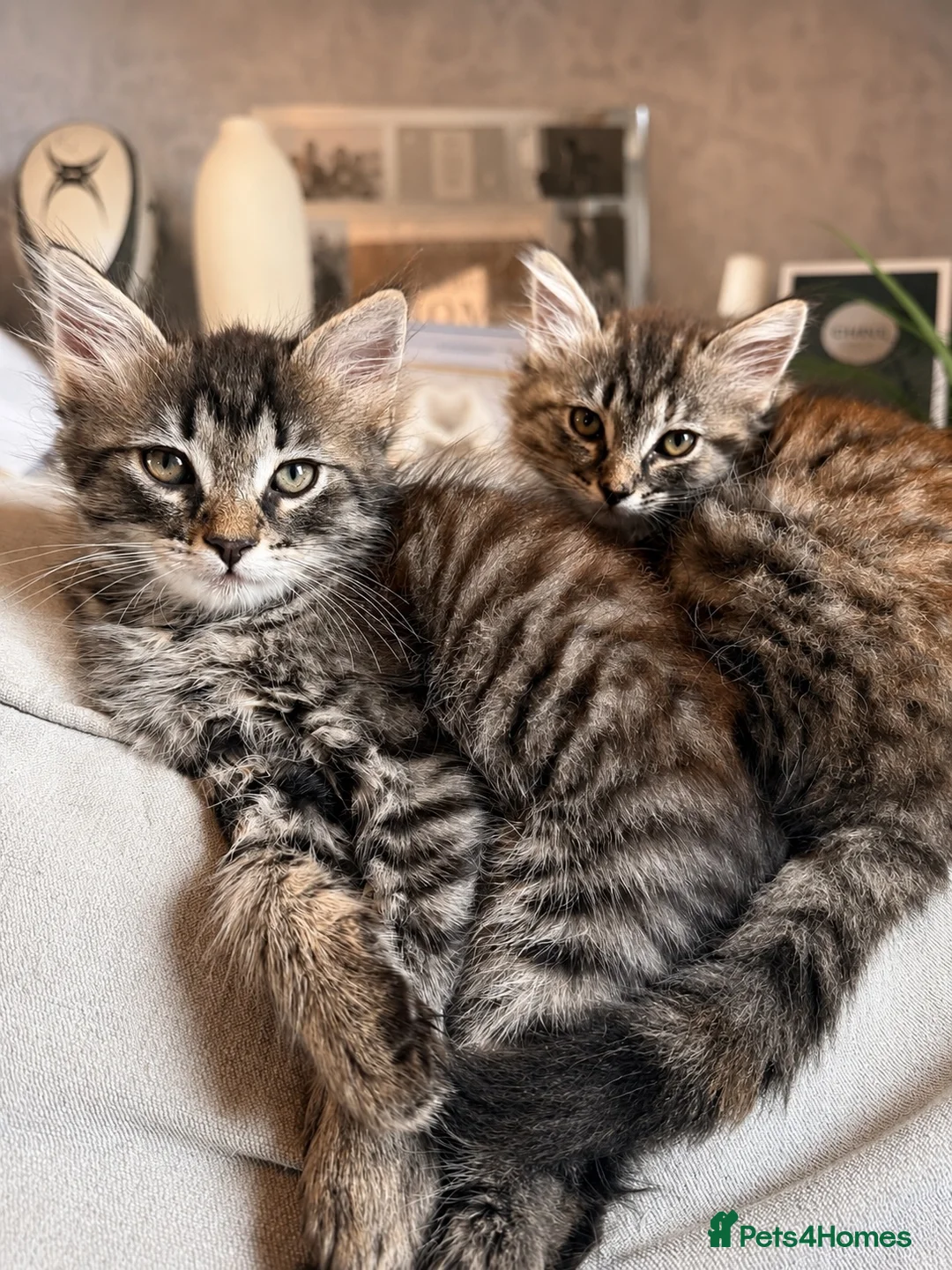 Mixed Breed cats for sale: 9 Week Old Fluffy Ragdoll Mix Kittens - Advert 1