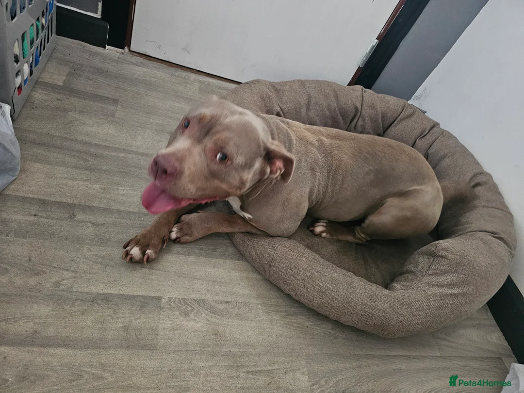 American Bully dogs for sale: AMERICAN BULLY - Advert 2