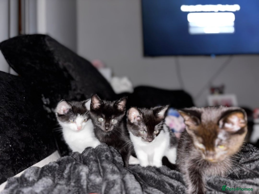 Mixed Breed cats for sale: Kittens  - Advert 21