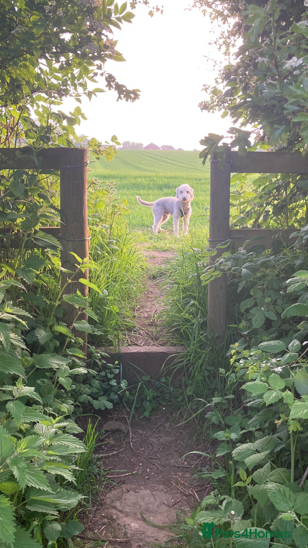 Bedlington Terrier dogs for stud: KC Registered Bedlington Terrier Stud in Ferryhill - Image 16