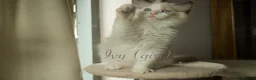Ragdoll cats for sale: TICA championship Ragdoll Kittens  in London - Advert 13
