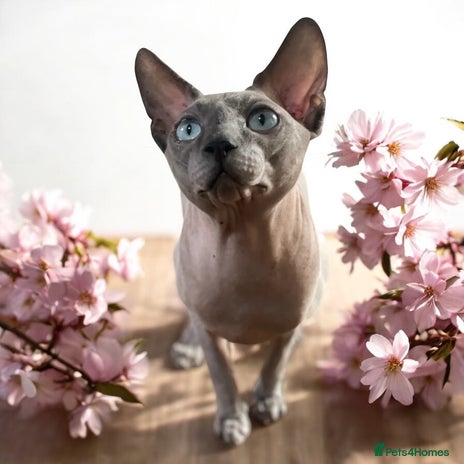 Sphynx cats Sphynx stud TICA Active in Thornton-Cleveleys - Advert 2