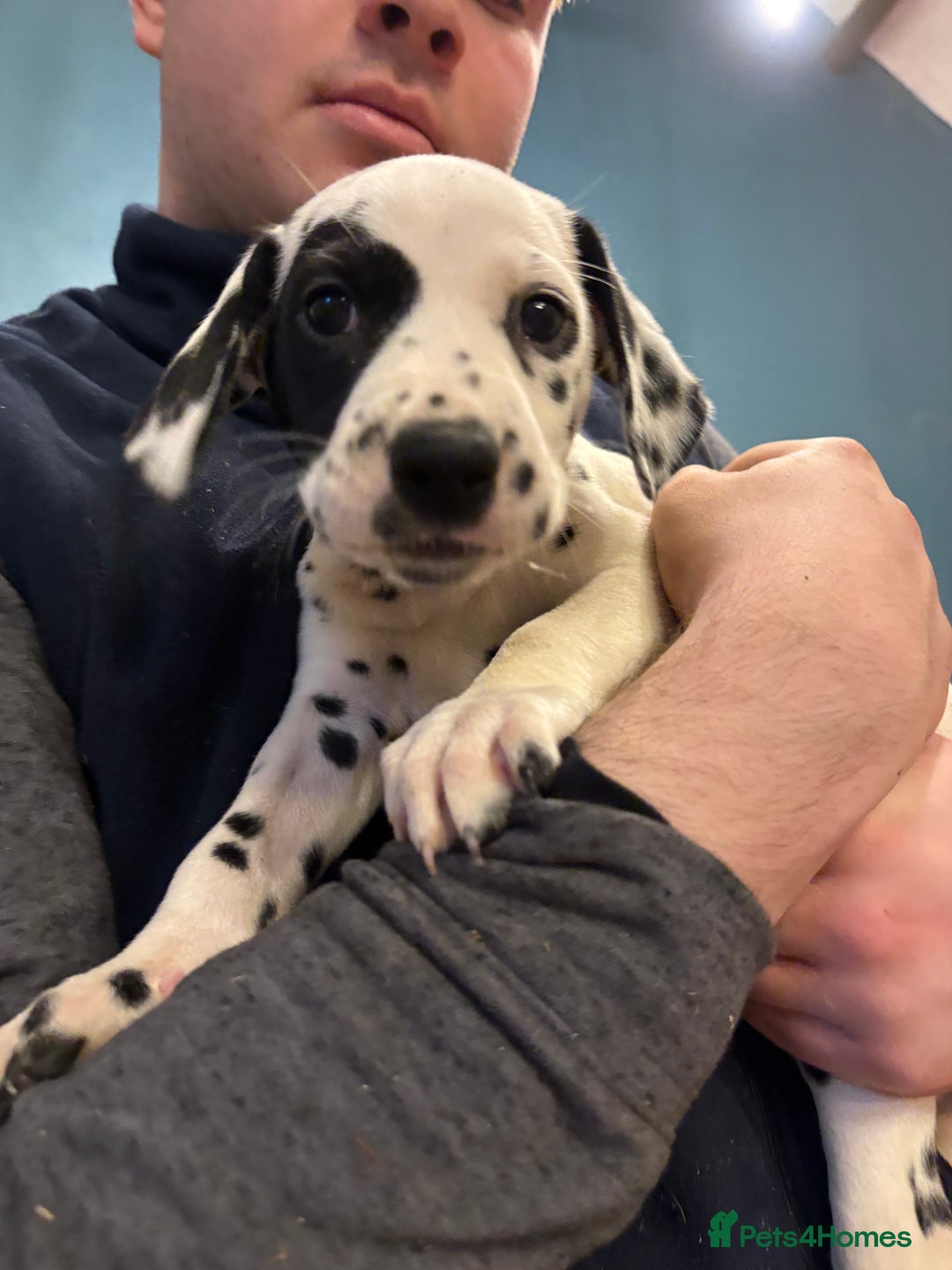 Dalmatian dogs for sale: The most beautiful beautiful Dalmatian puppies  - Advert 2