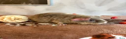 Guinea Pig rodents for sale: Beautiful pure Teddy guinea pigs  - Advert 9