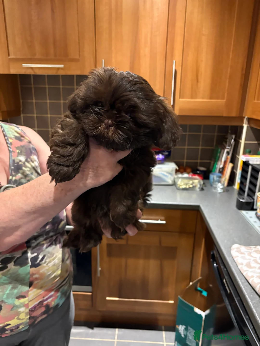 Shih Tzu dogs for stud: KC Black Zorro for stud - Advert 2